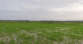 丰城市筱塘乡双岗村委会水田