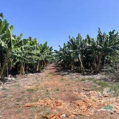 省直辖县临高县皇桐镇南木农场林段道松坡地块390亩土地发包