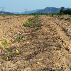 海南省直辖县东方市广坝7队349亩胶园林下农业土地出租