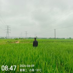 丰城市小港镇棠山村委会水田