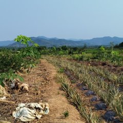 海南省直辖县东方市广坝15队458亩胶园林下农业土地出租