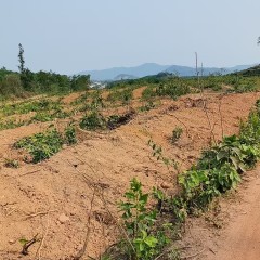 海南省直辖县东方市广坝13队285亩胶园林下农业土地出租