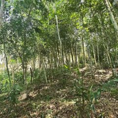 海南省直辖县保亭黎族苗族自治县林业局20.2616公顷（303.924亩）国有林地流转