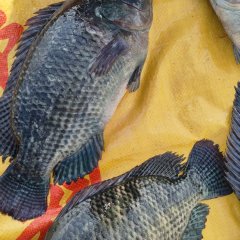 海南省直辖县文昌市海南省文昌市水吼村旅游开发有限公司4万斤罗非鱼出售