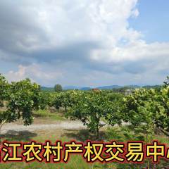 昌江黎族自治县石碌镇牙营村委会昌江县石碌镇牙营村水泥厂边山坡地块140.51亩集体果园地出租