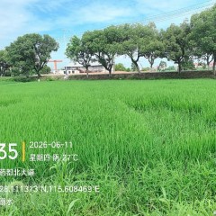 丰城市拖船镇塘圩村委会水田