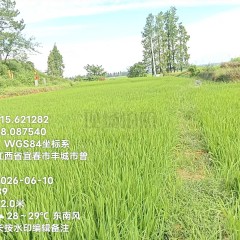 丰城市拖船镇丽城村委会水田