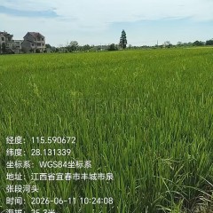 丰城市拖船镇泊濂村委会水田