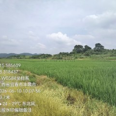 丰城市湖塘乡雄庄村委会水田