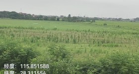 丰城市曲江镇三洲村委会凤洲组旱地