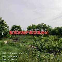 海南省直辖县东方市八所镇上红兴村三娘坡地块39.5亩集体地流转