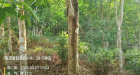 海南省直辖县保亭黎族苗族自治县海胶集团金江分公司南茂片区星旺队21.62亩林下土地出租