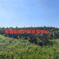 海南省直辖县东方市大田镇牙炮村黄土岭203.03亩集体地流转
