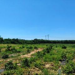 海南儋州市海胶集团西联分公司东风片区标段二1416.32亩胶园林下农业土地出租