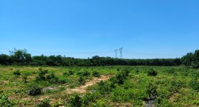海南儋州市海胶集团西联分公司东风片区标段二1416.32亩胶园林下农业土地出租