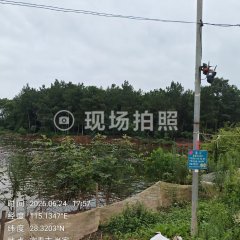 高安市杨圩镇况家村委会东边松树林木转让