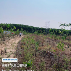海南省直辖县琼中黎族苗族自治县海胶集团阳江分公司新进17队33.4亩胶园林下农业土地出租