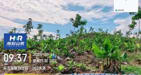 海南省直辖县乐东黎族自治县乐中农场13队236.81亩橡胶小苗胶园林下农业土地出租		