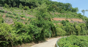 海南儋州市和庆农场有限公司英茶路地块2号树位11.07亩橡胶园土地出租