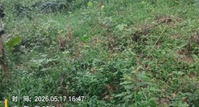海南省直辖县琼中黎族苗族自治县海胶集团乌石分公司南方片27队133.11亩橡胶小苗林下土地出租