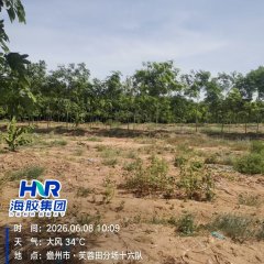海南省直辖县白沙黎族自治县海胶邦溪分公司428.4亩胶园林下农业土地出租