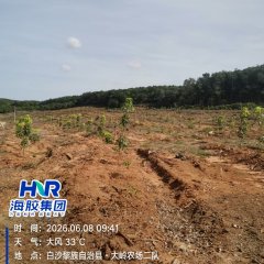 海南省直辖县白沙黎族自治县海胶邦溪分公司85亩胶园林下农业土地出租
