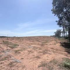 海南儋州市西培农场培源队154.1亩林下土地租赁