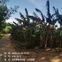 海南省直辖县白沙黎族自治县海胶邦溪分公司324.7亩胶园林下农业土地出租