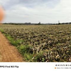 海南省直辖县琼海市潭门镇苏区村白石组地块下截园20亩菠萝地出租