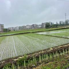 丰城市荣塘镇吉塘村委会水田