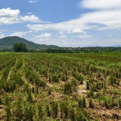 海南省直辖县昌江黎族自治县乌烈镇峨沟村土地综合整治项目一 （水田446.61亩）后期种植管护招标