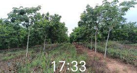 海南省直辖县临高县海胶红华分公司红华片区红旗11队436.49亩胶园林下农业土地出租