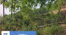 海南省直辖县澄迈县西达分公司和岭片群昌队51.18亩林下土地出租