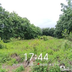 海南省直辖县临高县海胶红华分公司红华片区红旗12队241.27亩胶园林下农业土地出租