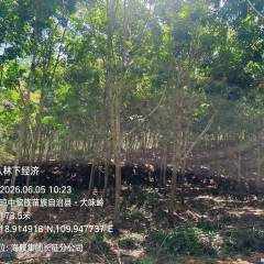 海南省直辖县琼中黎族苗族自治县长征镇海胶长征分公司乘坡1队、14(15）队共2349.64亩胶园林下土地出租