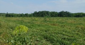 海南儋州市海胶集团西联分公司东风片区春光队220.78亩胶园林下农业土地出租