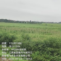 丰城市曲江镇三洲村委会凤洲组旱地