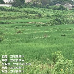 丰城市曲江镇曲江村委会旱地