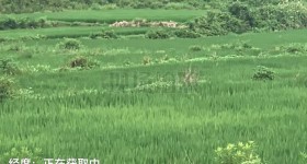 丰城市曲江镇曲江村委会旱地