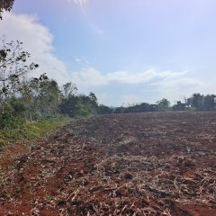 海南省直辖县临高县红华农场公司红专五队合计70亩产业自主地块出租