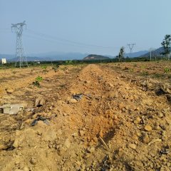 海南省直辖县东方市广坝15队458亩胶园林下农业土地出租