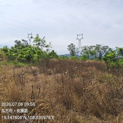 海南省直辖县东方市红泉4队215亩珍稀树种林下农业土地出租