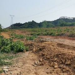 海南省直辖县东方市广坝13队285亩胶园林下农业土地出租