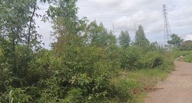 海南省直辖县定安县新竹镇卜效村委会长昌村163.51亩集体林地出租