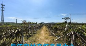 昌江黎族自治县昌化镇光田村委会先田小学15.88亩集体地出租