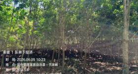 海南省直辖县琼中黎族苗族自治县长征镇海胶长征分公司乘坡1队、14(15）队共2349.64亩胶园林下土地出租