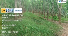 海南省直辖县白沙黎族自治县海胶集团龙江分公司长龙16队50.67亩胶园林下农业土地出租