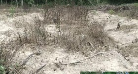 海南儋州市海胶集团八一分公司东山7队472.5亩胶园林下土地出租
