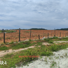 省直辖县陵水黎族自治县黎安镇岭仔村地块4集体耕地65亩经营权出租