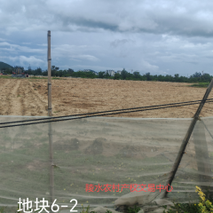 省直辖县陵水黎族自治县黎安镇岭仔村地块6-2集体耕地85亩经营权出租